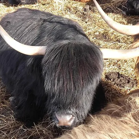 Arlerschmied Pension/appartment 3*