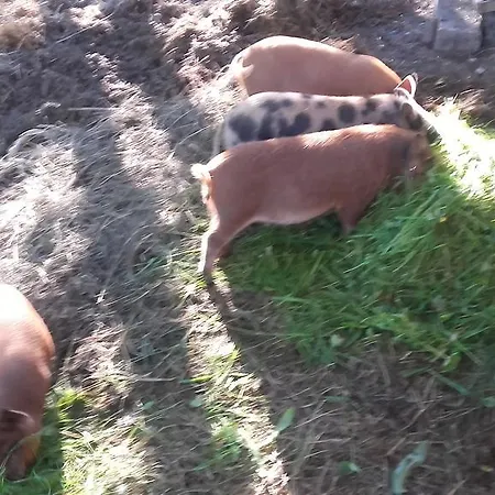 Konukevi Arlerschmied Pension/appartment Wagrain