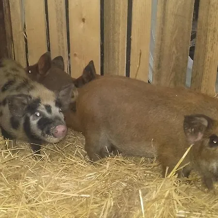 Arlerschmied Pension/appartment Konukevi Wagrain