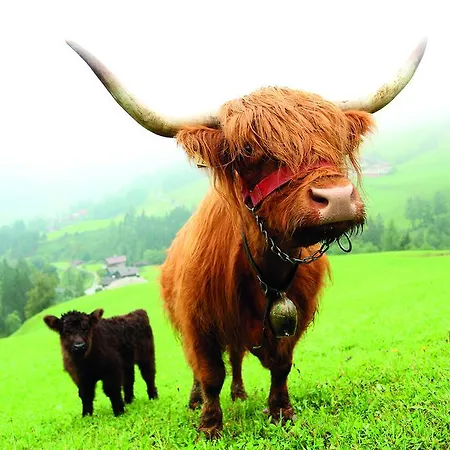 Arlerschmied Pension/appartment 3* Wagrain