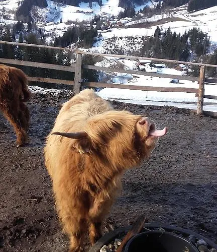 Arlerschmied Pension/appartment